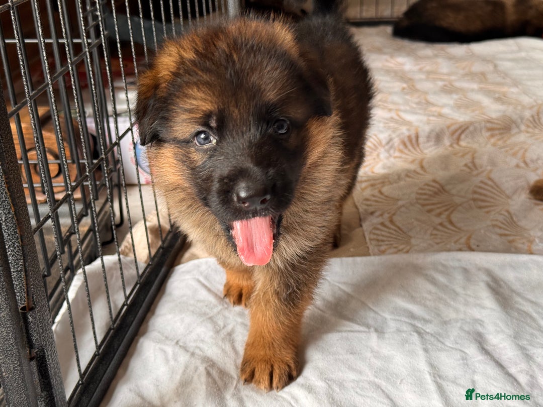 German Shepherd dogs for sale: Last stunning male puppy available  - Image 11