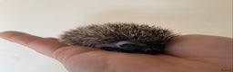 Pygmy Hedgehog rodents for sale: Stunning female hoglets for sale!  - Advert 20