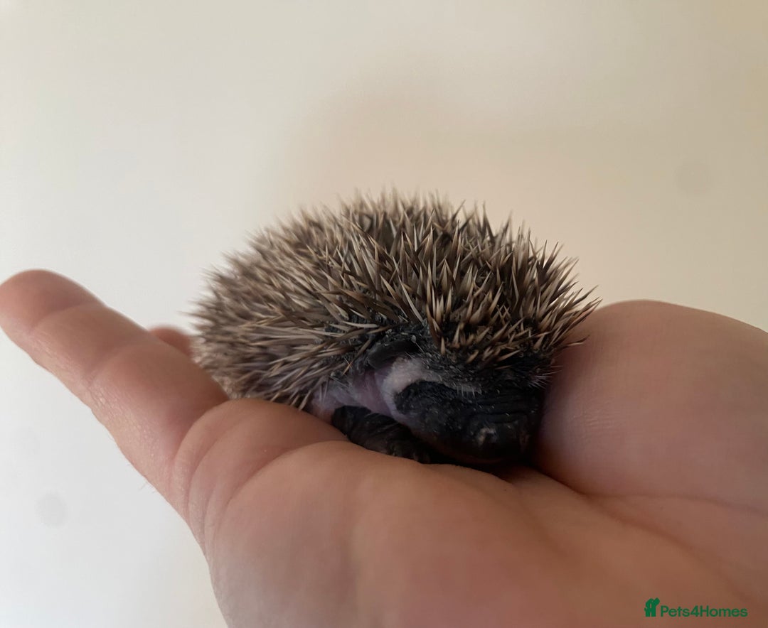 Pygmy Hedgehog rodents for sale: Stunning female hoglets for sale!  - Advert 20