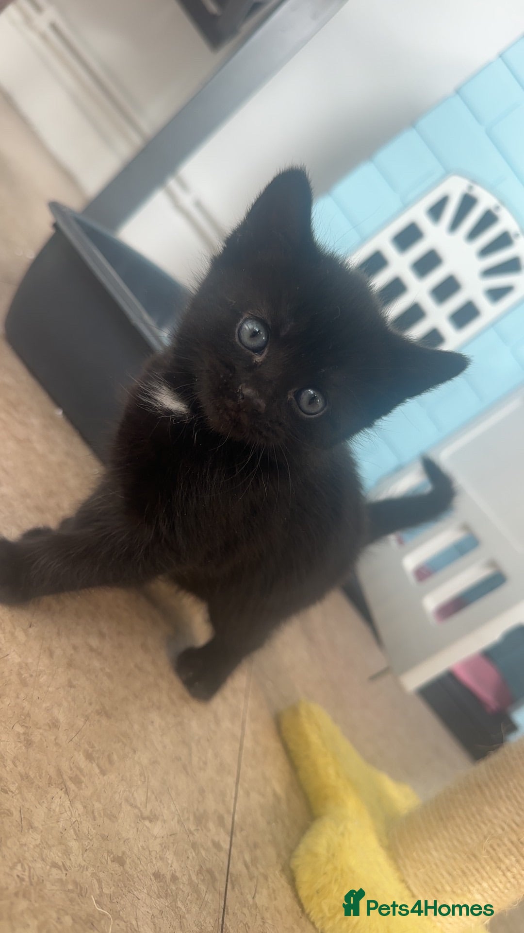 Bombay cats Beautiful girl kitten for sale  - Advert 5