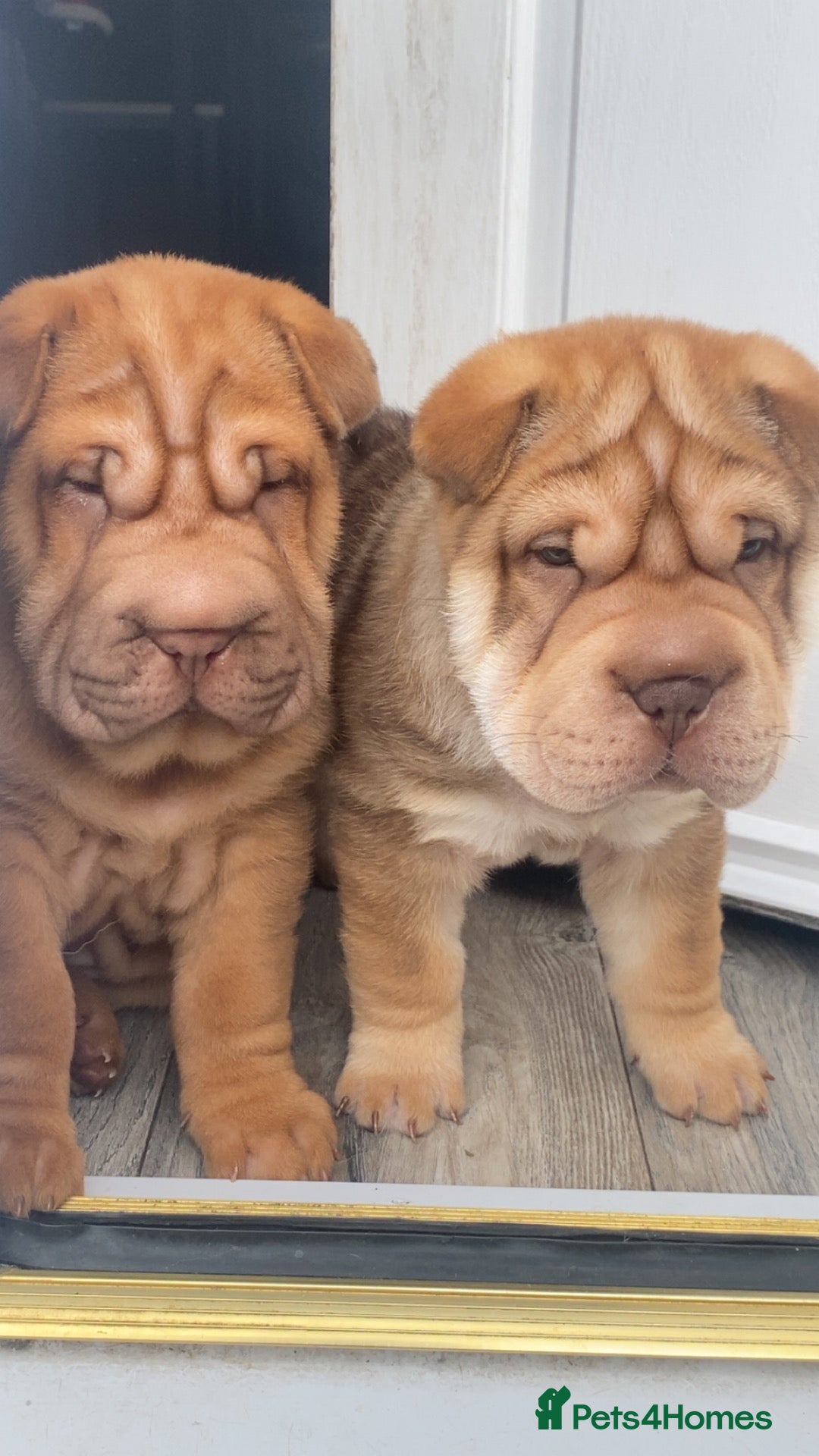 Shar Pei dogs 1 Boy & 1 Girl - KC Shar Pei Puppies  - Advert 2