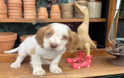 Cocker Spaniel dogs for sale: Cocker spaniel puppies  - Image 7