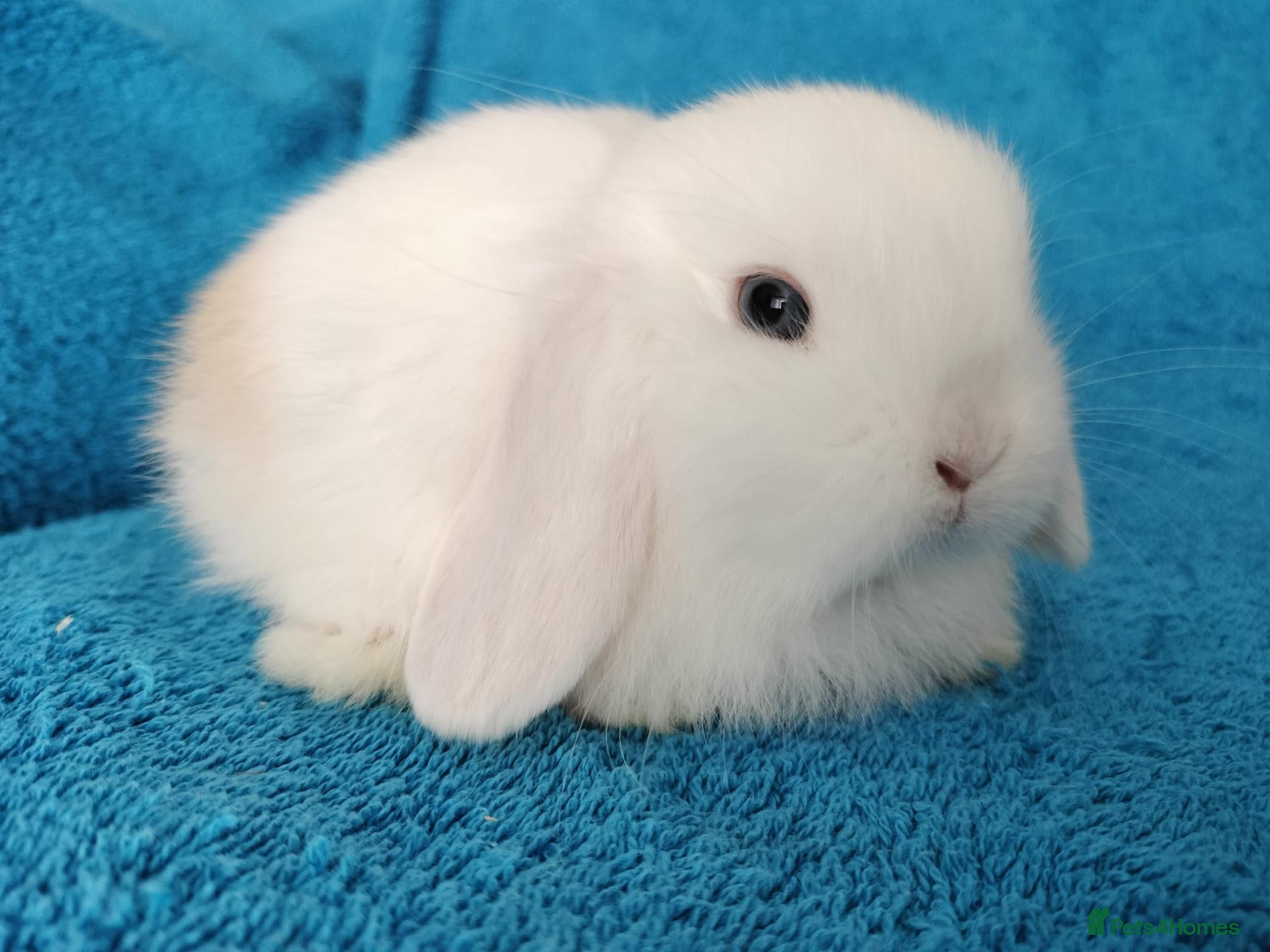 Mini Lop rabbits Baby mini lops for sale  - Advert 13