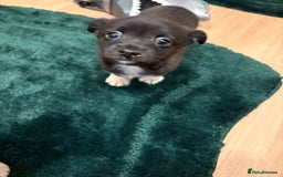 Chihuahua dogs for sale: Chihuahua  - Advert 7