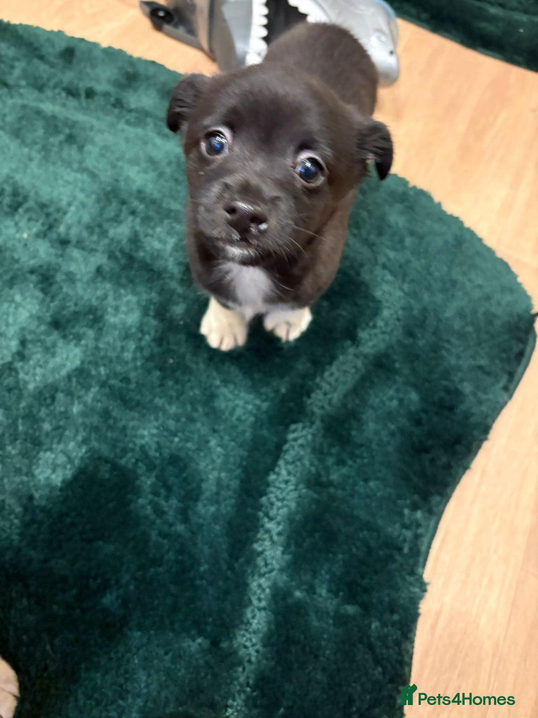 Chihuahua dogs for sale: Chihuahua  - Advert 7