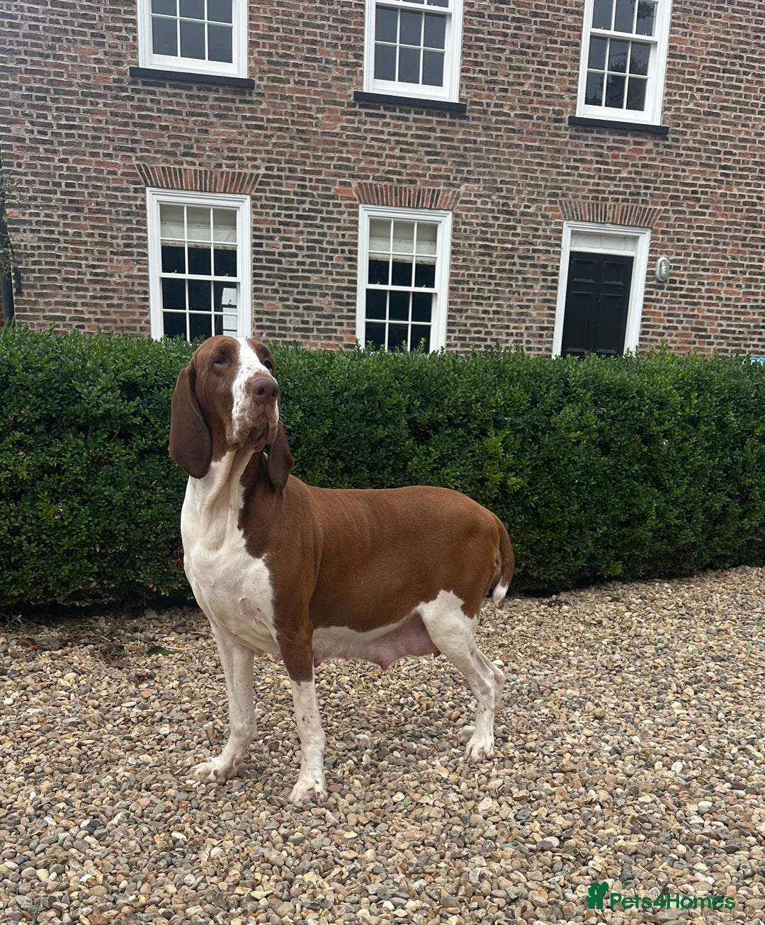 Bracco Italiano dogs for sale: Exciting litter Due September  - Image 24