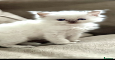 Ragdoll cats 🎀GCCF Heart-Melting Babies🦋 - Advert 13