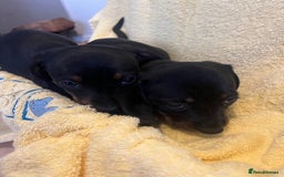 Dachshund dogs for sale: Beautiful dachshunds puppies  - Image 8