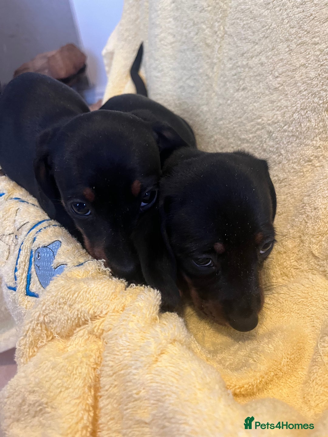 Dachshund dogs for sale: Beautiful dachshunds puppies  - Image 8