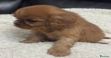 Cavalier King Charles Spaniel dogs - Advert 11