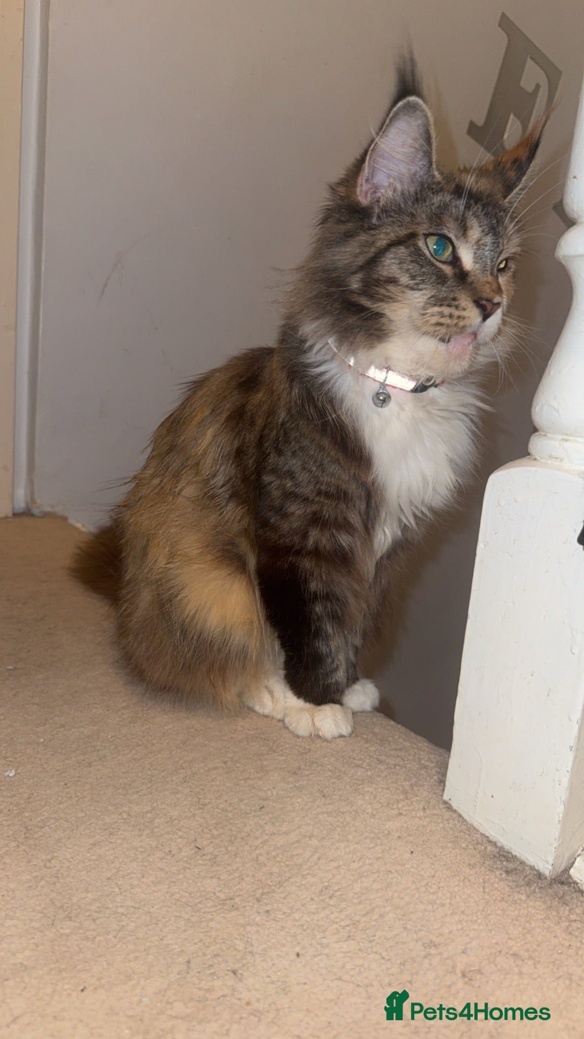 Maine Coon cats Beautiful Girl for new home - Advert 18