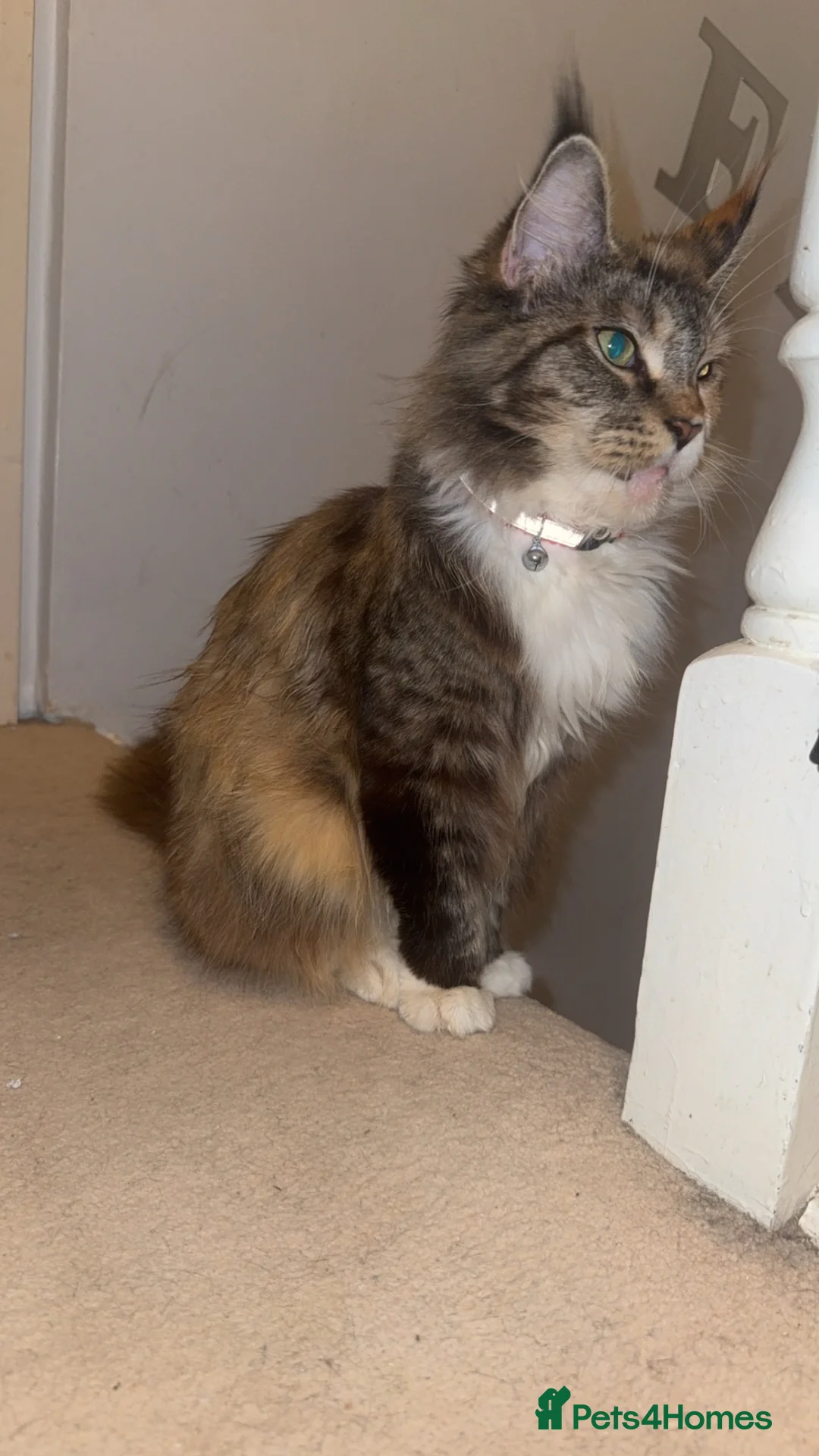 Maine Coon cats for sale: Beautiful Girl for new home - Advert 1