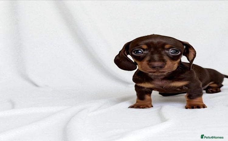 Miniature Dachshund dogs - Advert 1