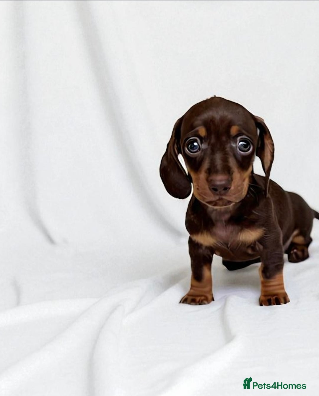 Miniature Dachshund dogs for sale: ♡︎𝒯ℴ𝓅 𝒷𝓁ℴℴ𝒹𝓁𝒾𝓃ℯ 𝒽ℯ𝒶𝓁𝓉𝒽 𝓉ℯ𝓈𝓉ℯ𝒹 ♡︎ - Image 4