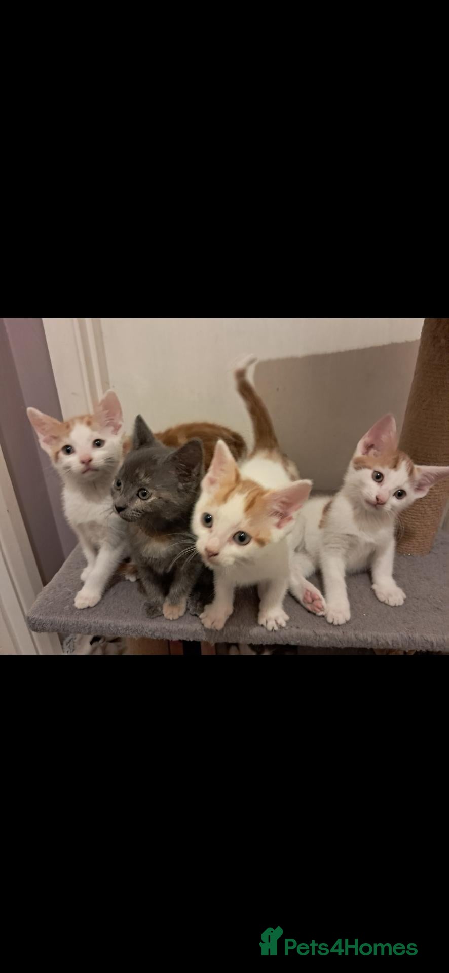 Mixed Breed cats Kittens for sale! - Advert 2