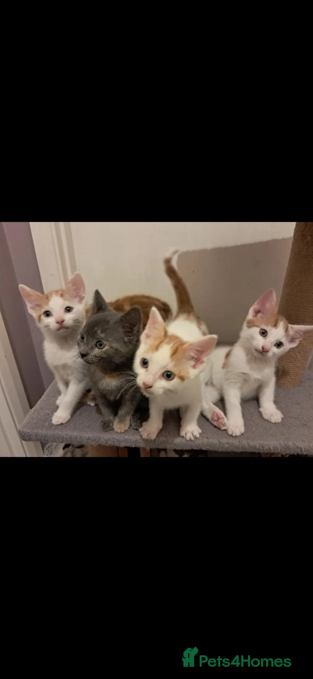 Mixed Breed cats for sale: Kittens for sale! - Advert 1