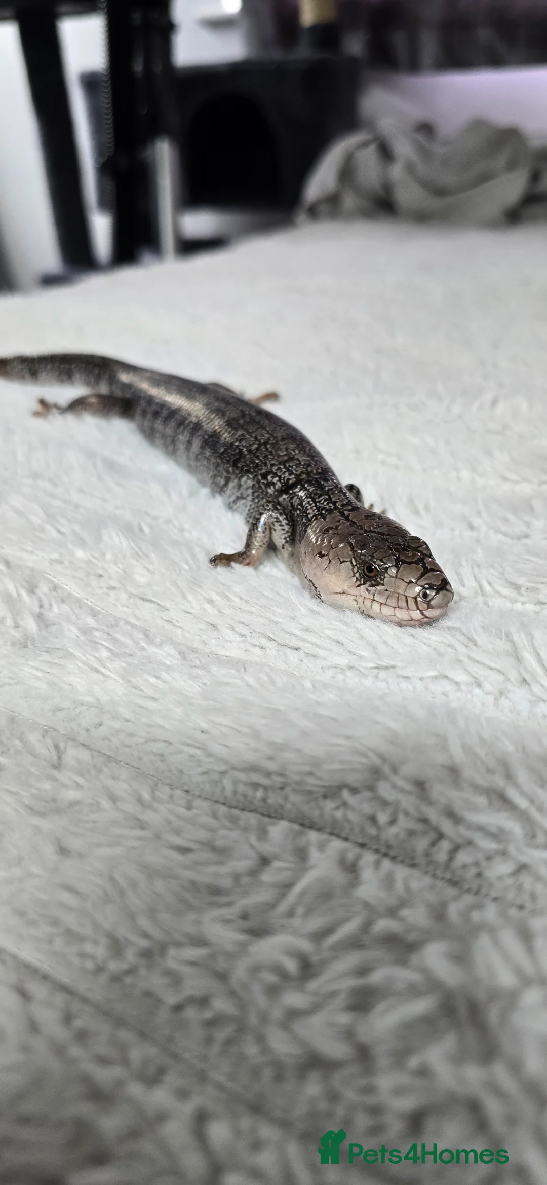 Skink reptiles for sale: 1yo male pink tounge skink  - Advert 10