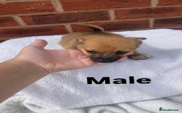Mixed Breed dogs for sale: Jack Russel cross Pomeranian puppy’s  - Image 3