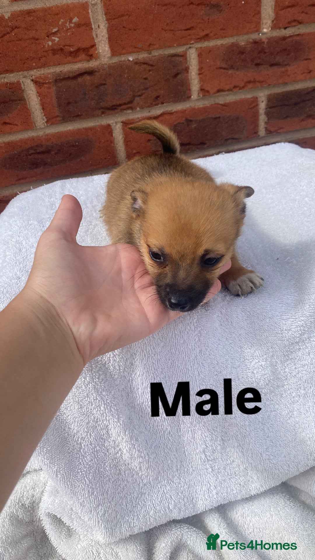 Mixed Breed dogs for sale: Jack Russel cross Pomeranian puppy’s  - Image 3