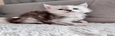 Maine Coon 5