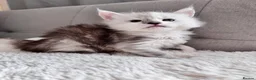 Maine Coon cats for sale:     🌟🌟Amazing Kittens Maine Coon 🌟🌟 - Advert 8