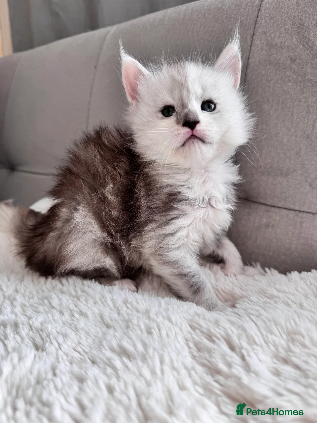 Maine Coon cats for sale:     🌟🌟Amazing Kittens Maine Coon 🌟🌟 - Advert 8