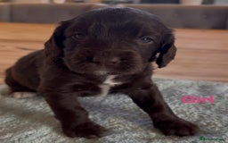 Sprocker dogs for sale: Beautiful, Loveable Spaniels For Sale - Image 7
