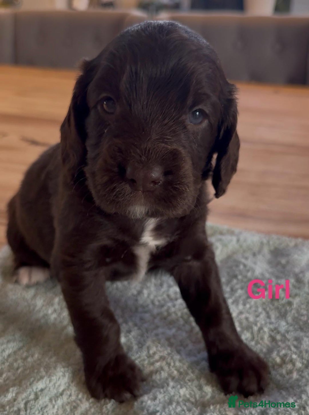 Sprocker dogs for sale: Beautiful, Loveable Spaniels For Sale - Image 7