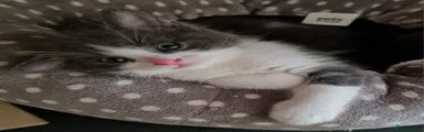 Kitkat