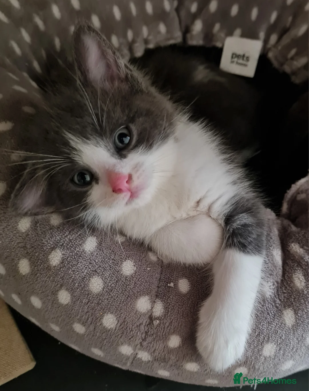 Mixed Breed cats for sale: Beautiful Plush, Fluffy Kittens - RAGBRITS CROSS - Advert 40