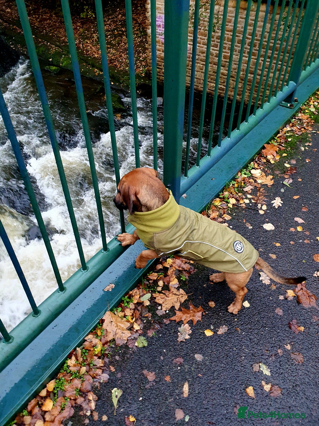 Mixed Breed dogs for sale: FREE (please read) - Advert 2