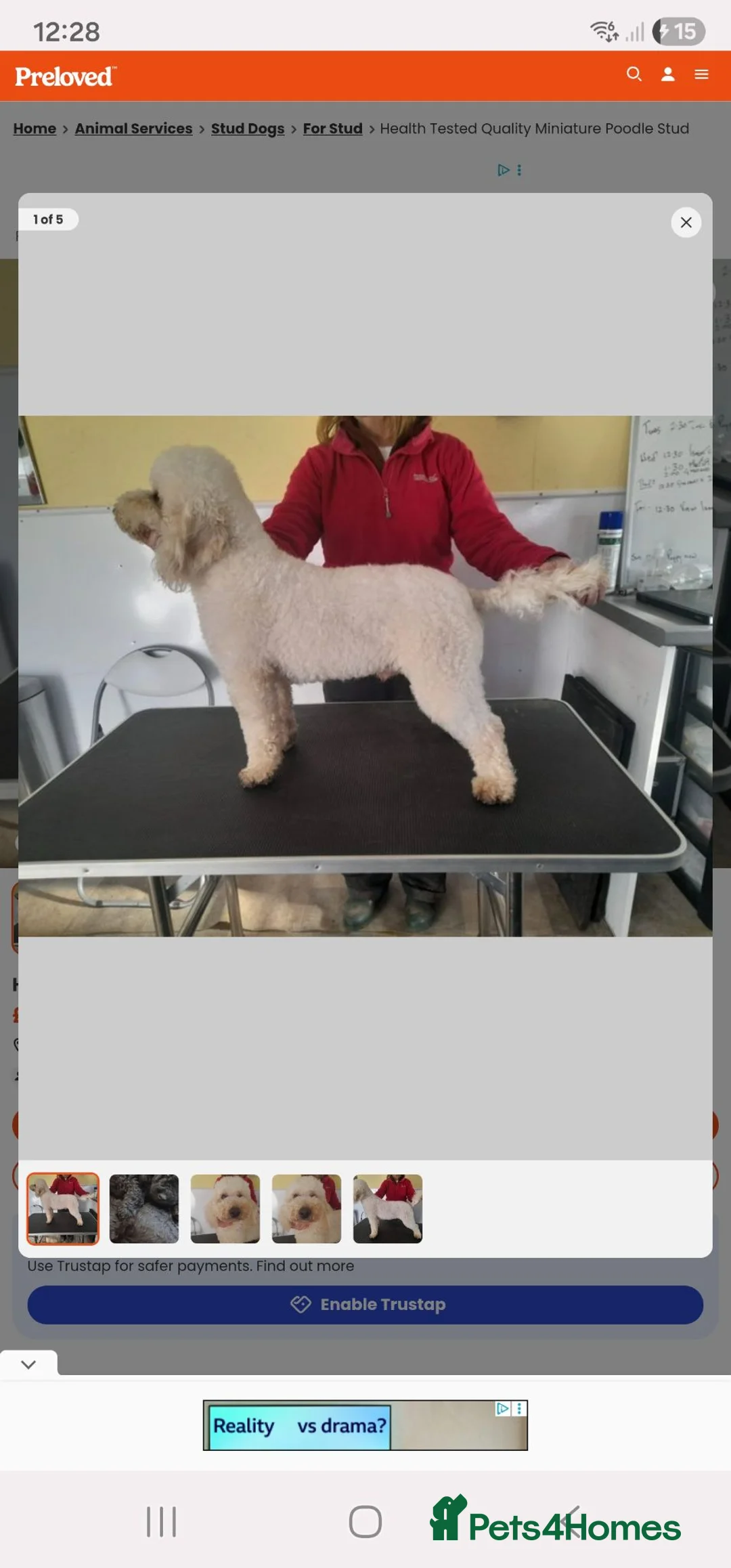 Miniature Poodle dogs for stud: Health tested Kc Reg Miniature Poodle Stud - Advert 3