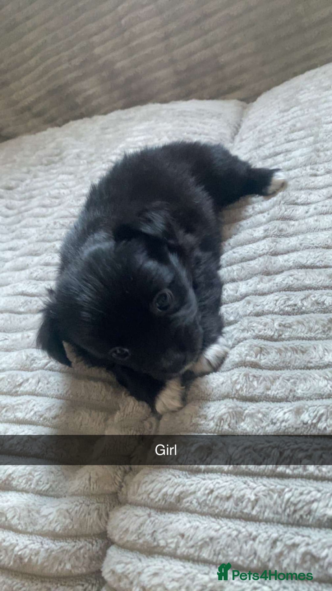 Mixed Breed dogs for sale: Beautiful chi-jack puppies🐕ready to leave🐕 - Image 6