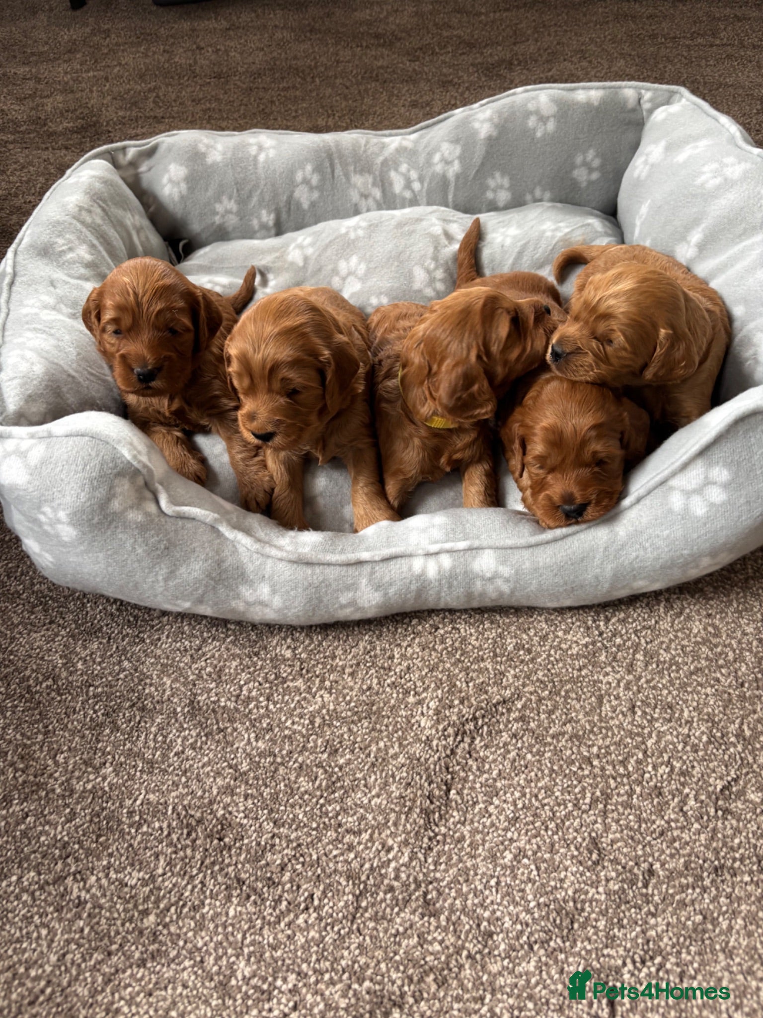 Cockapoo dogs F1 Fox Red  Cockapoo - Advert 8