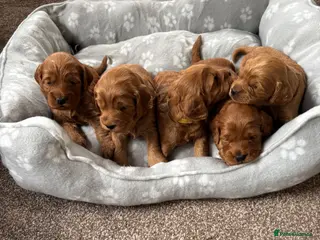 Cockapoo dogs F1 Fox Red Cockapoo - Advert 8