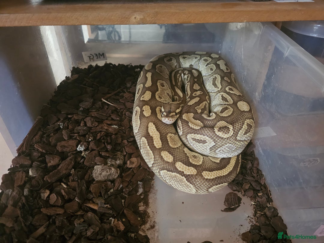 Python Snake reptiles for sale: Adult Female Royal Pyrhons - Image 4