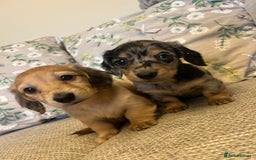 Miniature Dachshund dogs for sale: 2 long haired mini dachshunds available. - Image 2