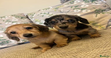 Miniature Dachshund dogs - Advert 15