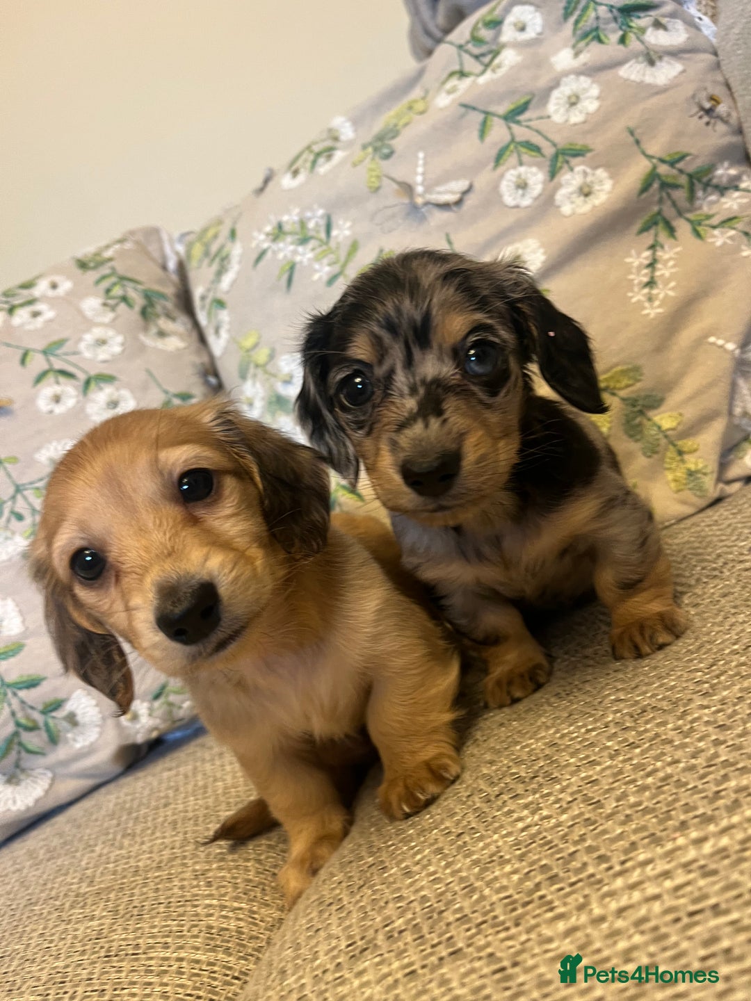 Miniature Dachshund dogs for sale: 2 long haired mini dachshunds available. - Image 2