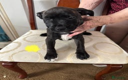 Staffordshire Bull Terrier dogs for sale: Staffordshire Bull Terrier Puppies - Image 5