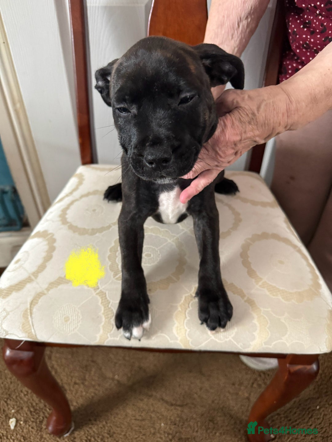 Staffordshire Bull Terrier dogs for sale: Staffordshire Bull Terrier Puppies - Image 5
