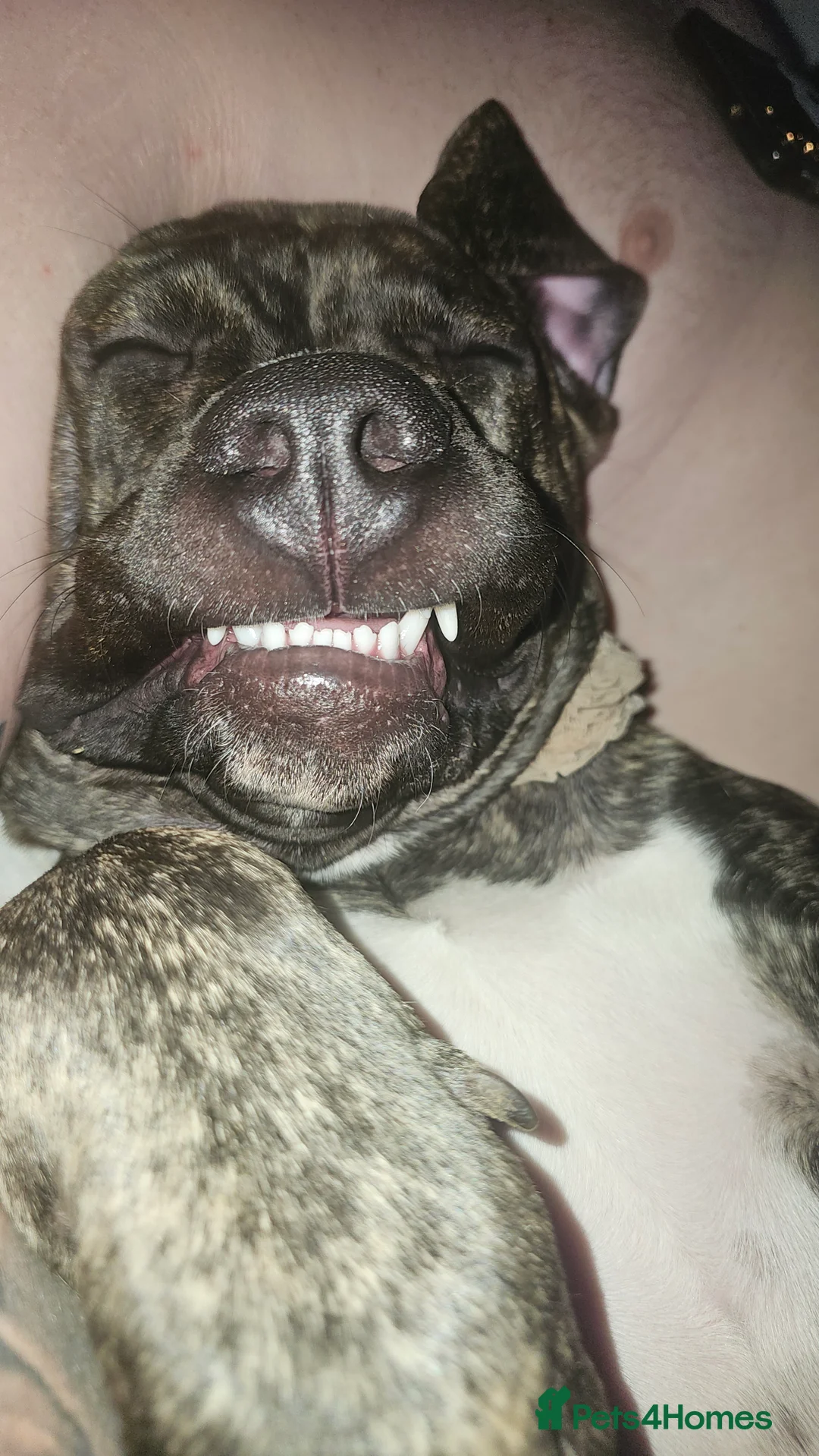 Mixed Breed dogs for sale: Presa Canario X Cane Corso (Girl) - Advert 3