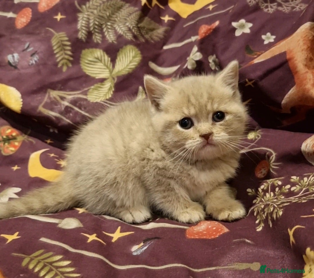 British Shorthair cats for sale: Blue & stripy, boys & girls ava British shorthairs in Eastbourne - Image 6