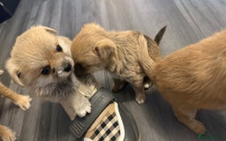 Mixed Breed dogs for sale: 3 puppy’s ready in Less than 4 weeks  - Image 4