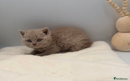 British Shorthair cats for sale: PEDIGREE REGISTERED CHUNKY BRITISH SHORTHAIRS  - Image 14