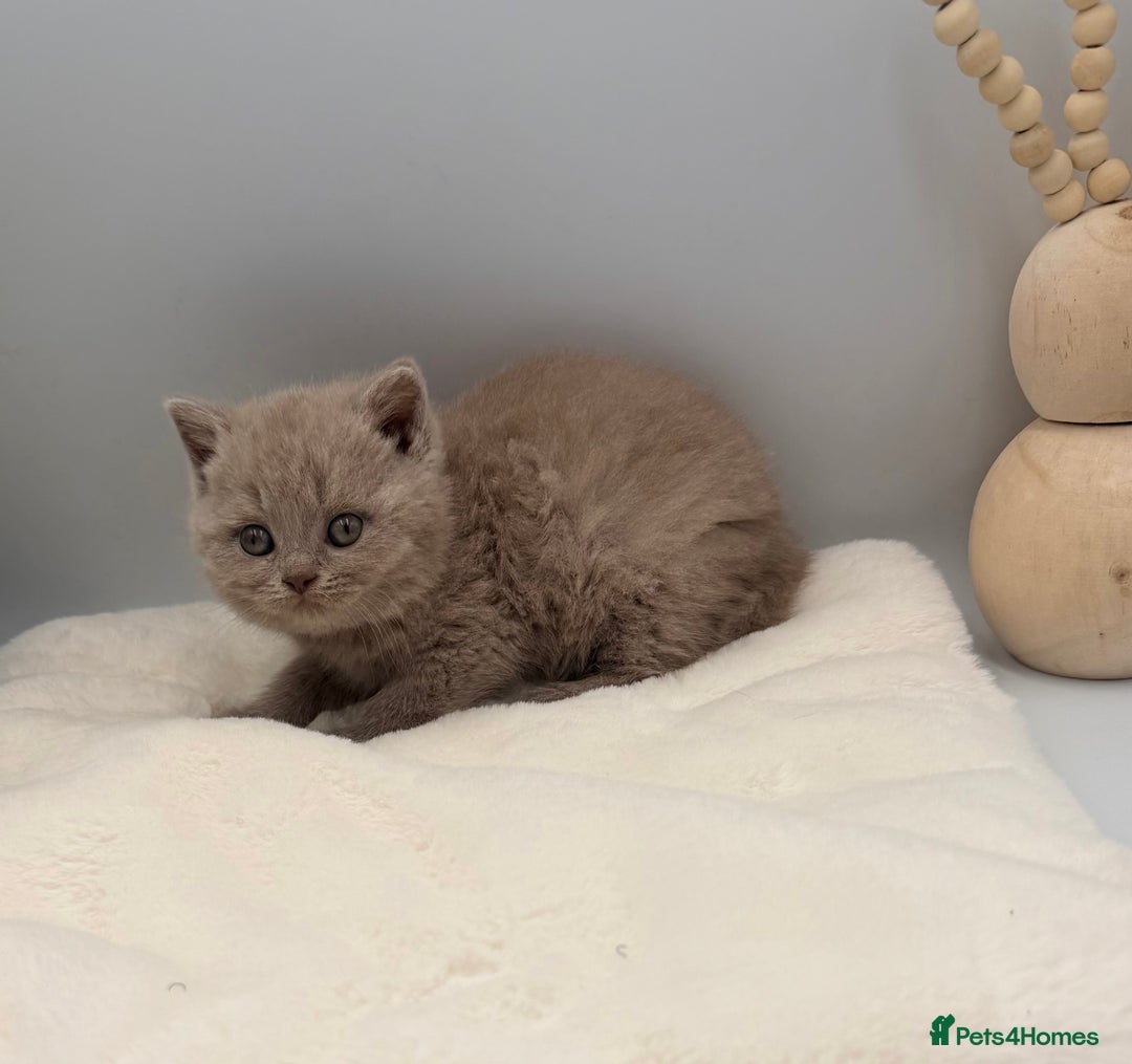 British Shorthair cats for sale: PEDIGREE REGISTERED CHUNKY BRITISH SHORTHAIRS  - Image 14