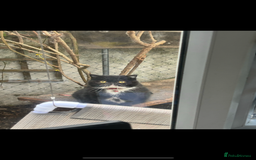 Persian cats for sale: Persian exotic cats - new homes needed - Image 16