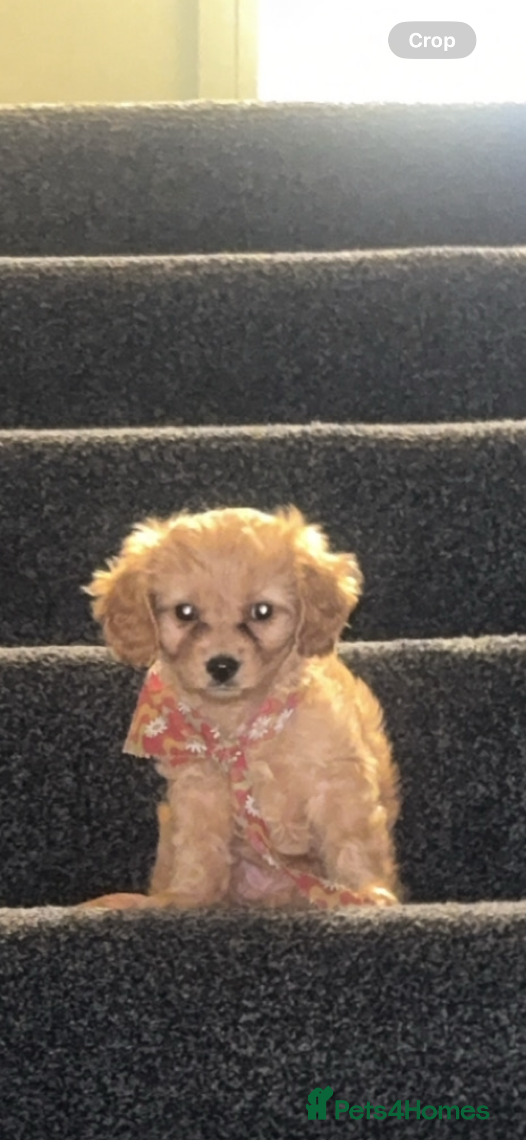 Cavapoo dogs for sale: Gorgeous Cavapoo puppies - Advert 3