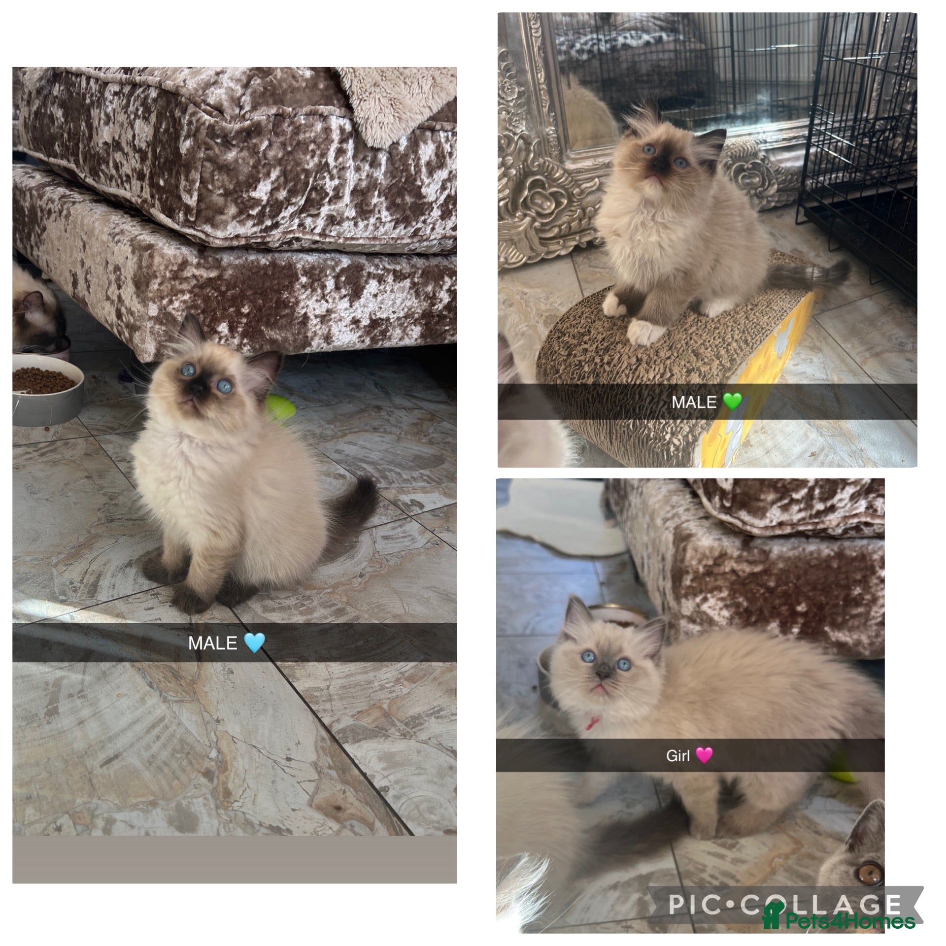 Ragdoll cats  Gccf ragdoll’s  😍 UPDATED PICS - Advert 1