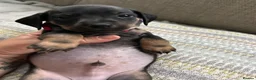 Miniature Dachshund dogs for sale: Miniature smooth haired dachshund pups for sale - Advert 13